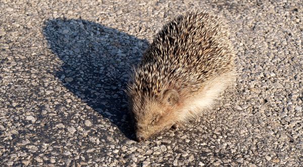 hedgehog